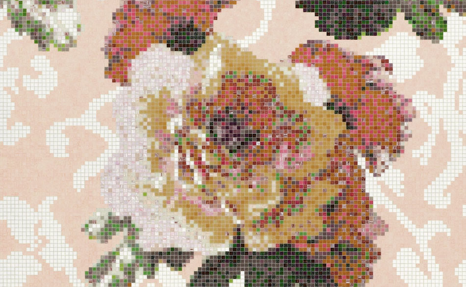Fleurs Rosa
