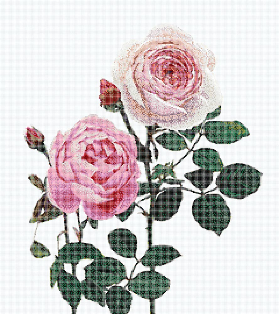 Malmaison Rosa